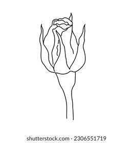 Rose flower bud on stem line art. Hand drawn realistic detailed vector illustration. Black and white clipart isolated.