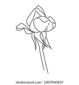 Rosenblume bud on stamline art. Handgezeichnet realistische, detaillierte Vektorgrafik. Schwarz-Weiß-Clipkunst einzeln.