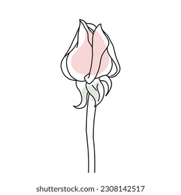 Rose flower bud on stem line art with pink shape. Hand drawn realistic detailed vector illustration. Black line on pink abstract organic shape clipart isolated.