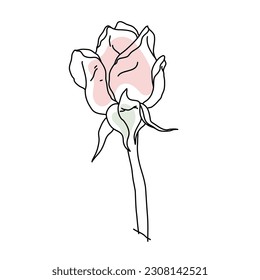 Rose flower bud on stem line art with pink shape. Hand drawn realistic detailed vector illustration. Black line on pink abstract organic shape clipart isolated.