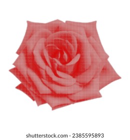 Flor de rosa, vista superior, una, aislada, de punto circular de diferentes tamaños sobre fondo blanco