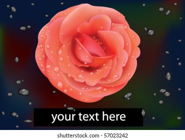 Rose flower card