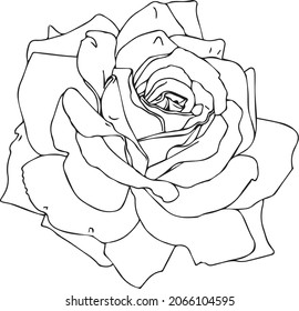 Rose Flower Coloring Book Adults Vector Stock Vector (Royalty Free ...