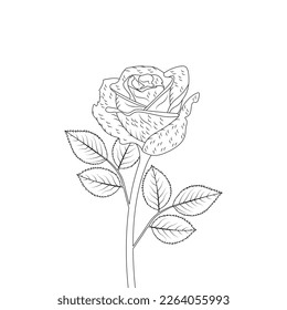 Rose Flower Coloring Page And Book Hand Drawn Line Art Illustration Beautiful Flower Black And White Drawing Vector