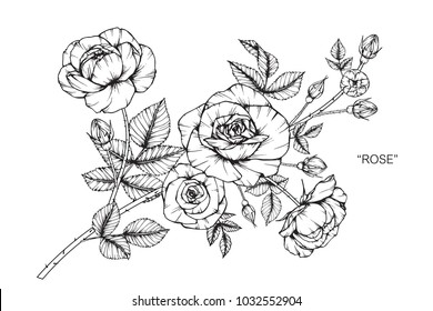 Rose Flower Drawing  Illustration. Black And White With Line Art. 