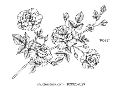 Rose flower drawing  illustration. Black and white with line art. 