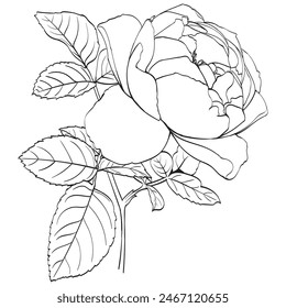 Rose flower drawing line art vector illustrations. Botanical floral hand drawn element.