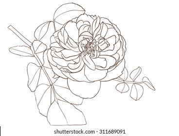 rose flower drawing line vector