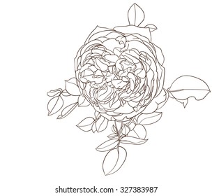  rose flower drawing vector