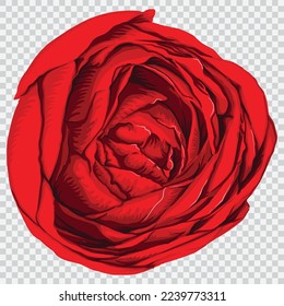 Rose flower drawing vector illustrations. Botanical floral hand drawn element.