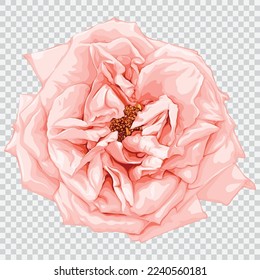 Ilustraciones vectoriales de dibujos de flores de rosa. Elemento estampado a mano con flores botánicas.