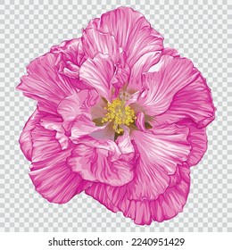 Rose flower drawing vector illustrations. Botanical floral hand drawn element.
