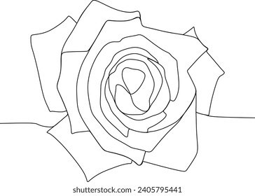 rose flower drawn with one-line vector