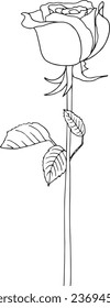 the rose flower is drawn in a vector
