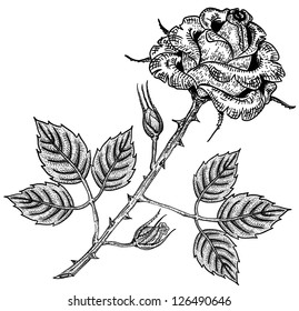 rose flower engraving