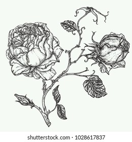 Rose flower engraving vector illustration. Scratch board style imitation. Hand drawn image of outline rose flower isolated on white background. Floral elements in contour style for coloring book.