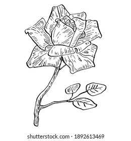 Rose flower. Floral botanical flower. Isolated illustration element. Vector hand drawing wildflower for background, texture, wrapper pattern, frame or border.