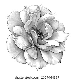 Rose flower floral damask botany vintage petal engraved vector Victorian tattoo Baroque bunch bouquet ornament leaf retro pattern decorative design filigree calligraphic ornate 