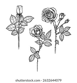 Rose flower floral outline drawing set. Line art botanical sketch in engraving style for eco-living, healthy cooking, spa treatments, and herbal gardens. Hand-drawn vector clipart illustration
