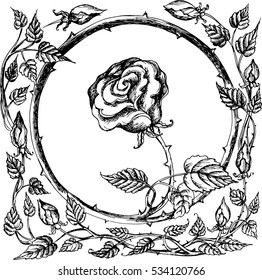 Rose flower in a frame of leaves. Vector sketch