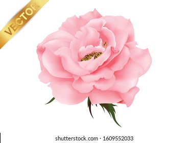 Rose flower. Garden rose isolated icon of red blossom, petal and bud with green stem and leaf for romantic floral decoration, wedding bouquet and valentine greeting card 
