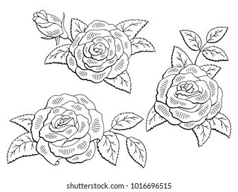 Rose flower graphic black white isolated sketch set illustration vector