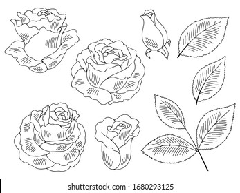 Rose flower graphic black white isolated sketch set illustration vector