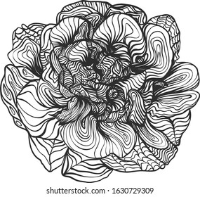 Rose flower with hand draw doodle curve pattern