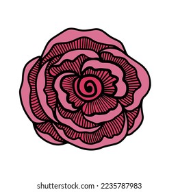 Rose flower, hand drawn doodle design. Isolate on white background