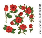 rose flower hand drawn element design