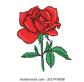 Rose flower, hand drawn illustration