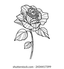 Rose flower hand drawn, line art vector illustration