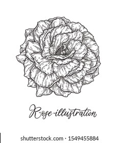 Rose flower hand drawn in lines. Black and white monochrome graphic doodle elements. Isolated vector illustration, template for design