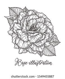Rose flower hand drawn in lines. Black and white monochrome graphic doodle elements. Isolated vector illustration, template for design