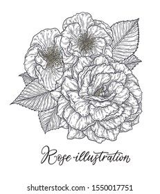 Rose flower hand drawn in lines. Black and white monochrome graphic doodle elements. Isolated vector illustration, template for design