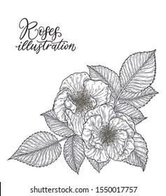 Rose flower hand drawn in lines. Black and white monochrome graphic doodle elements. Isolated vector illustration, template for design