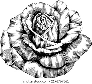 Rose flower hand drawn. Vector sketch on white background.