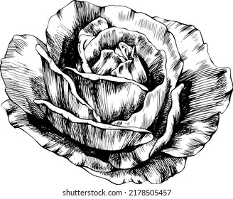 La flor rosa dibujada a mano. Esbozo vectorial sobre fondo blanco.