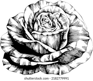 Rose flower hand drawn. Vector sketch on white background.