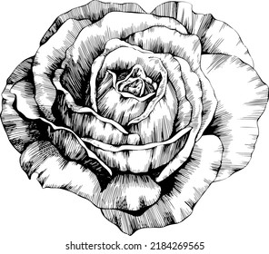 Rose flower hand drawn. Vector sketch on white background.