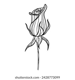 Rose flower hand drawn. Vector line art illustration.