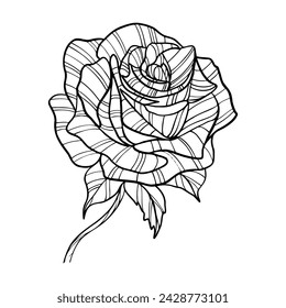 Rose flower hand drawn. Vector line art illustration.