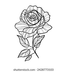 Rose flower hand drawn. Vector line art illustration.