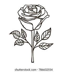 rose, flower, hand-drawing vector illustration sketch 