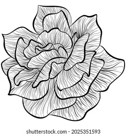 Rose flower head isolated on white background. Vector illustration in line art style. Hand drawn botanical picture. Coloring book, card, print, label