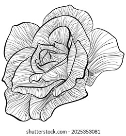 Cabeza de flor rosa aislada de fondo blanco. Ilustración vectorial en estilo de arte de línea. Imagen botánica dibujada a mano. Colorante libro, tarjeta, impresión, etiqueta. Vista lateral