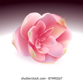 Rose Flower Illustration