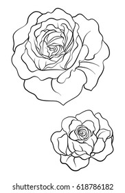 Rose flower illustration in botanical style. Stock vector illustration.