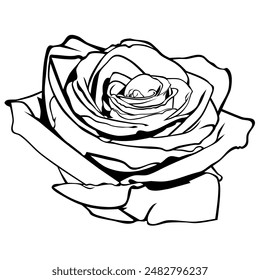 Rose flower illustration for coloring book. Black and white illustration. No color. Art book. For kids.