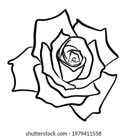 Rose flower illustration vector on white background